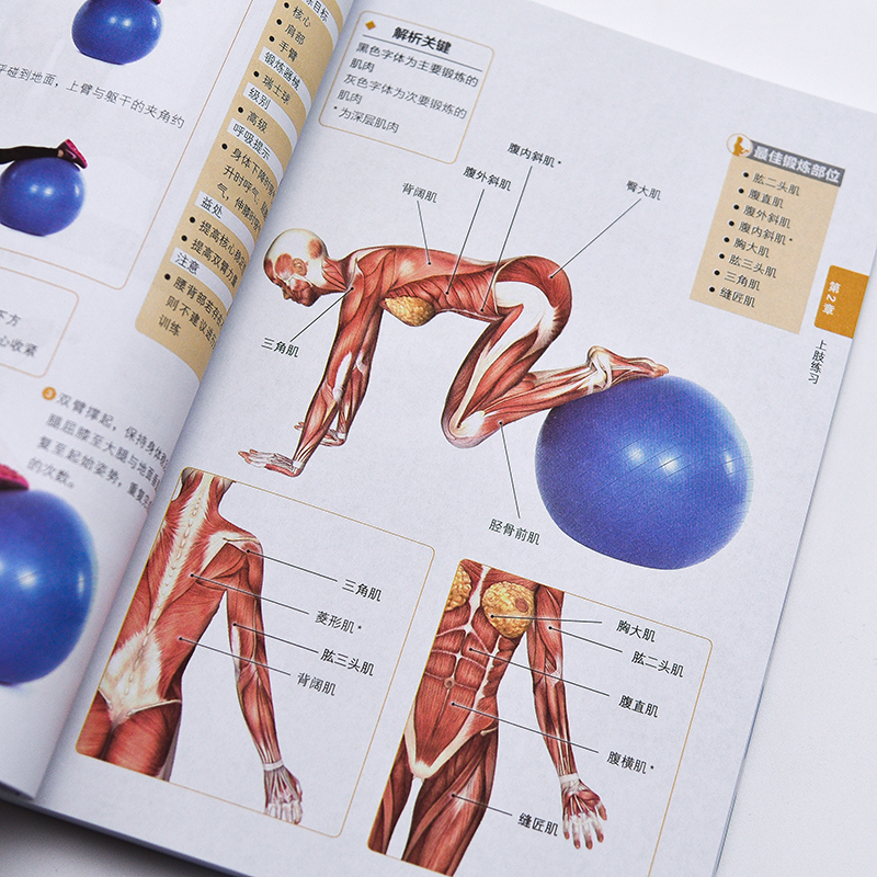 肌肉訓練百科全書+功能性訓練原理與經典動作解剖圖譜(全兩冊) 肌肉訓練百科全書+功能性訓練原理與經典動作解剖圖譜(全兩冊)