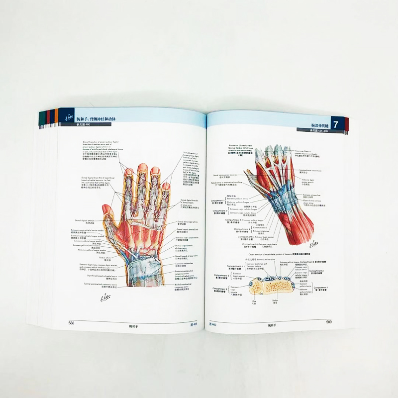 【正版】奈特人體解剖學彩色圖譜(第7版) 【正版】奈特人體解剖學彩色圖譜(第7版)