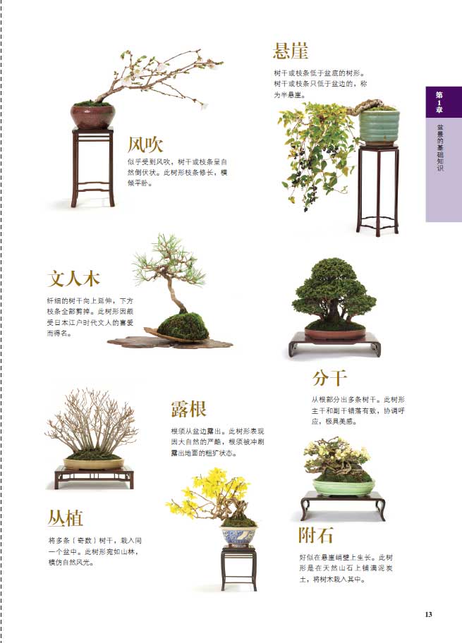 1698231110493294.jpg 树木详情2.jpg