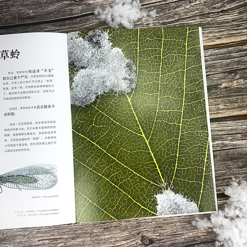 昆蟲歷史博物館+不可思議的昆蟲大書(全兩冊) 昆蟲歷史博物館+不可思議的昆蟲大書(全兩冊)