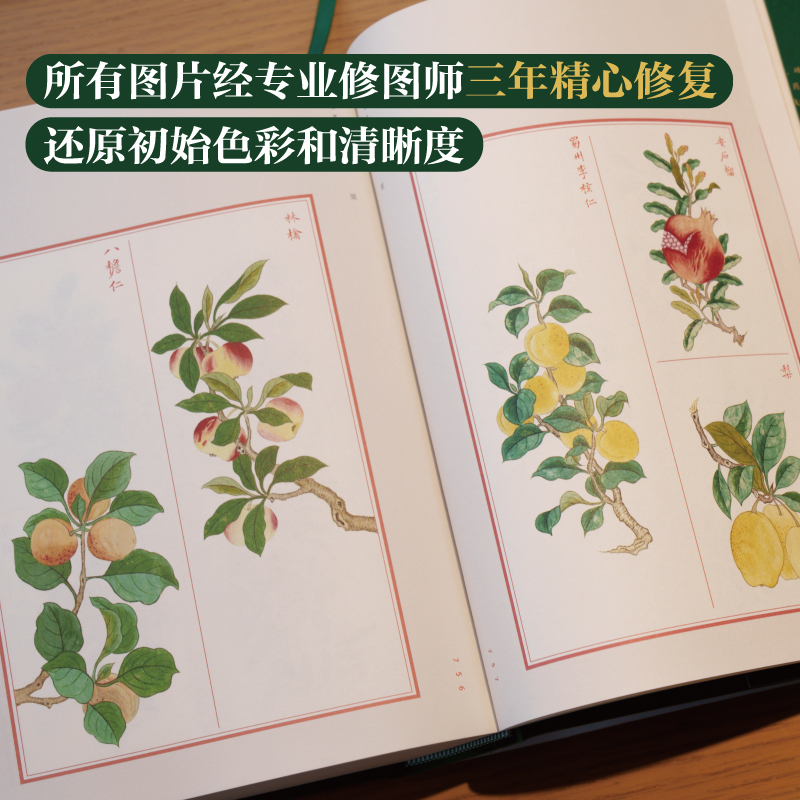 2025新書推薦【金石昆蟲草木狀:絕美中國博物手繪】刷邊版禮盒 2025新書推薦【金石昆蟲草木狀:絕美中國博物手繪】刷邊版禮盒