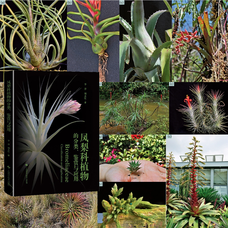 2024年10月新書推薦:【鳳梨科植物的分類、鑑賞與應用】